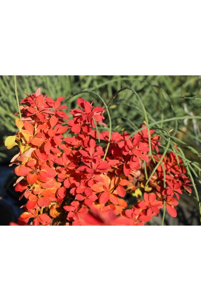 Барбарис Оранж Айс помаранчеве листя